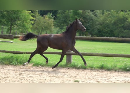 Oldenburger, Stute, 2 Jahre, 167 cm, Rappe