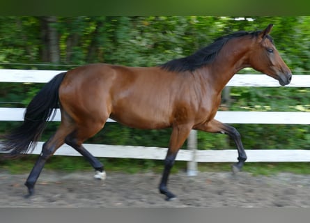 Oldenburger, Stute, 2 Jahre, 168 cm, Brauner