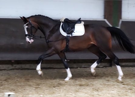 Oldenburger, Stute, 2 Jahre, 168 cm, Dunkelbrauner