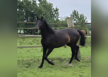 Oldenburger, Stute, 2 Jahre, 169 cm, Schwarzbrauner