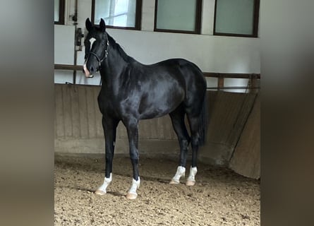 Oldenburger, Stute, 2 Jahre, 172 cm, Rappe