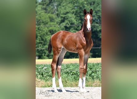 Oldenburger, Stute, 2 Jahre, 178 cm, Brauner
