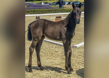 Oldenburger, Stute, 2 Jahre, Rappe