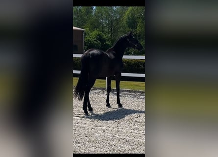 Oldenburger, Stute, 2 Jahre, Rappe