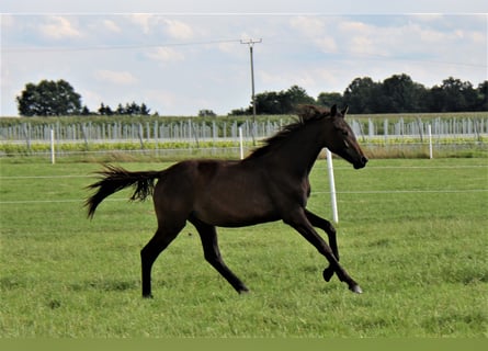 Oldenburger, Stute, 2 Jahre, Schwarzbrauner