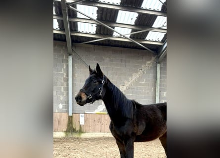 Oldenburger, Stute, 2 Jahre, Schwarzbrauner