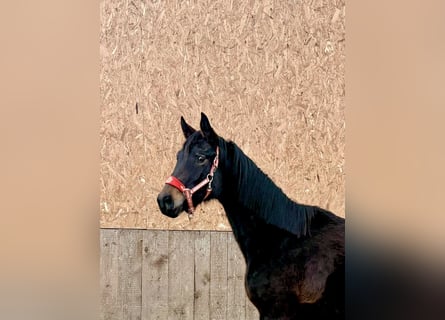 Oldenburger, Stute, 2 Jahre, Schwarzbrauner