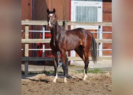 Oldenburger, Stute, 3 Jahre, 154 cm, Brauner