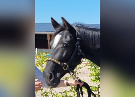 Oldenburger, Stute, 3 Jahre, 154 cm, Rappe