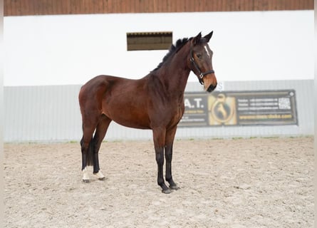 Oldenburger Mix, Stute, 3 Jahre, 156 cm, Brauner