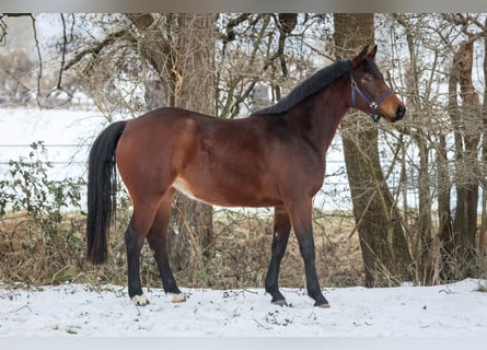 Oldenburger, Stute, 3 Jahre, 157 cm, Brauner