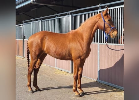 Oldenburger, Stute, 3 Jahre, 159 cm, Fuchs
