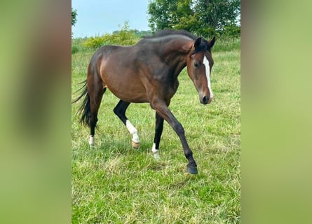 Oldenburger, Stute, 3 Jahre, 160 cm, Dunkelbrauner