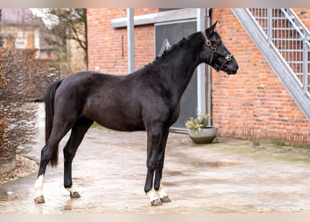 Oldenburger, Stute, 3 Jahre, 160 cm, Rappe