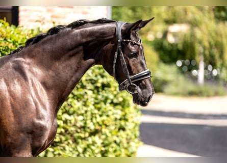 Oldenburger, Stute, 3 Jahre, 160 cm, Rappe