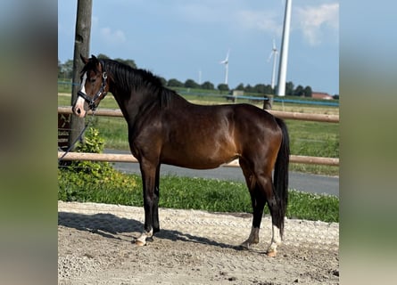 Oldenburger, Stute, 3 Jahre, 161 cm, Schwarzbrauner