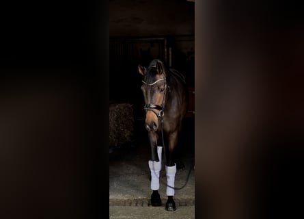Oldenburger, Stute, 3 Jahre, 162 cm