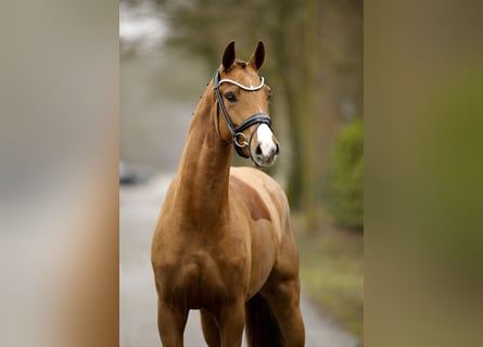 Oldenburger, Stute, 3 Jahre, 162 cm