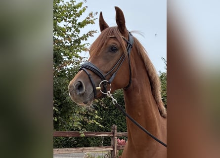 Oldenburger, Stute, 3 Jahre, 162 cm, Dunkelfuchs