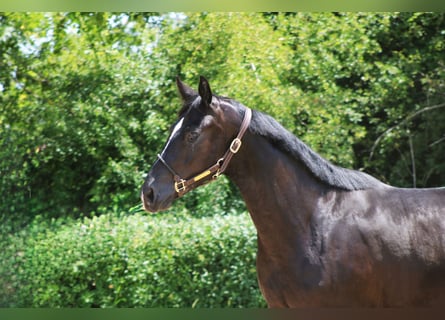 Oldenburger, Stute, 3 Jahre, 162 cm, Rappe