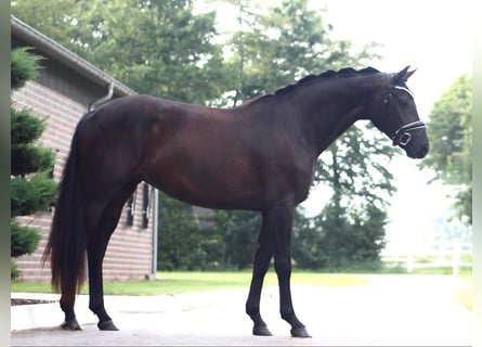 Oldenburger, Stute, 3 Jahre, 162 cm, Rappe