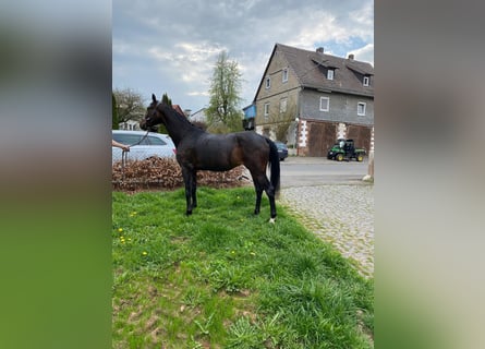 Oldenburger, Stute, 3 Jahre, 163 cm, Brauner