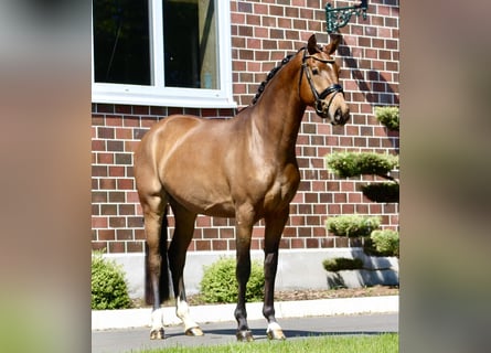 Oldenburger, Stute, 3 Jahre, 163 cm, Brauner