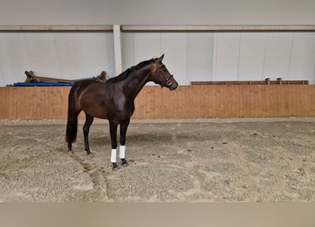 Oldenburger, Stute, 3 Jahre, 163 cm, Dunkelbrauner