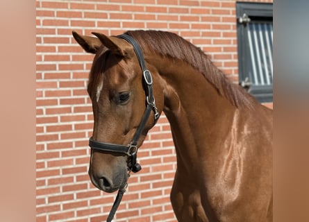 Oldenburger, Stute, 3 Jahre, 163 cm, Dunkelfuchs