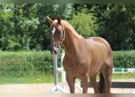 Oldenburger, Stute, 3 Jahre, 163 cm, Fuchs