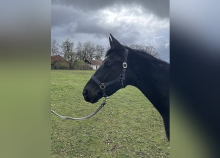 Oldenburger, Stute, 3 Jahre, 163 cm, Rappe