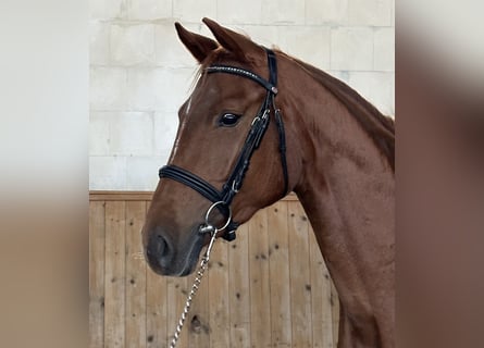 Oldenburger, Stute, 3 Jahre, 164 cm, Fuchs