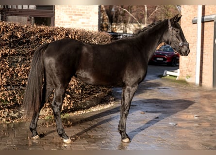 Oldenburger, Stute, 3 Jahre, 164 cm, Rappe
