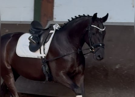Oldenburger, Stute, 3 Jahre, 164 cm, Rappe