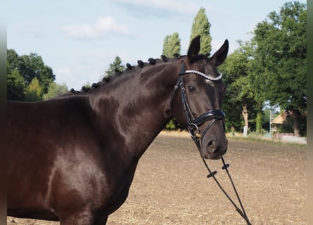 Oldenburger, Stute, 3 Jahre, 164 cm, Rappe