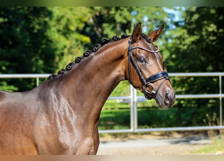 Oldenburger, Stute, 3 Jahre, 165 cm, Brauner