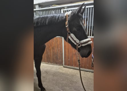 Oldenburger, Stute, 3 Jahre, 165 cm, Dunkelbrauner