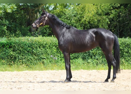 Oldenburger, Stute, 3 Jahre, 165 cm, Dunkelbrauner