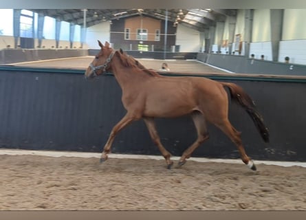 Oldenburger, Stute, 3 Jahre, 165 cm, Fuchs