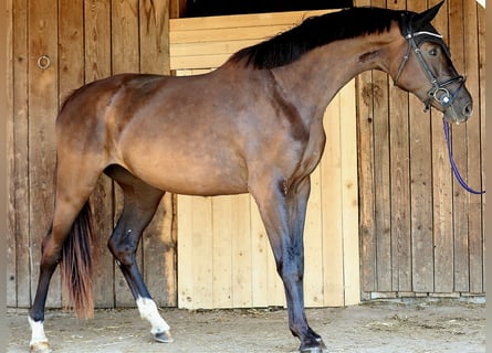 Oldenburger, Stute, 3 Jahre, 165 cm, Schwarzbrauner