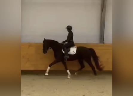 Oldenburger, Stute, 3 Jahre, 165 cm, Schwarzbrauner