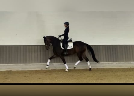 Oldenburger, Stute, 3 Jahre, 165 cm, Schwarzbrauner
