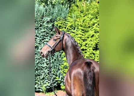 Oldenburger, Stute, 3 Jahre, 166 cm, Dunkelbrauner