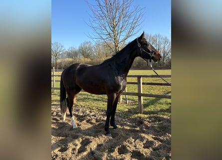 Oldenburger, Stute, 3 Jahre, 166 cm, Dunkelbrauner