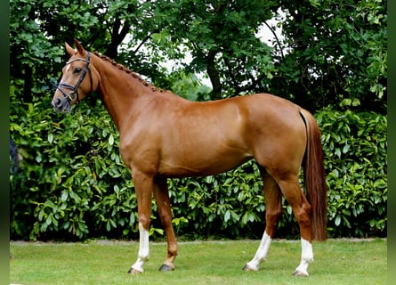 Oldenburger, Stute, 3 Jahre, 166 cm, Fuchs