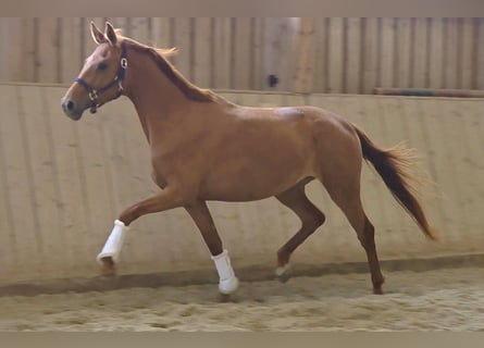 Oldenburger, Stute, 3 Jahre, 166 cm, Fuchs