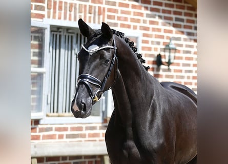 Oldenburger, Stute, 3 Jahre, 166 cm, Rappe
