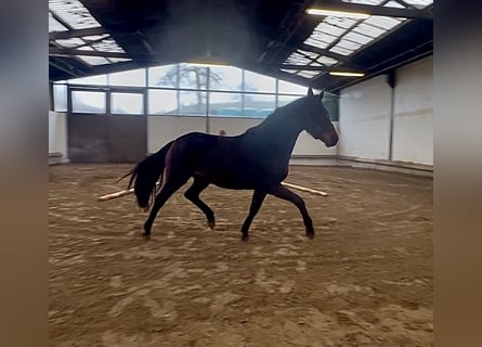 Oldenburger, Stute, 3 Jahre, 167 cm, Dunkelbrauner