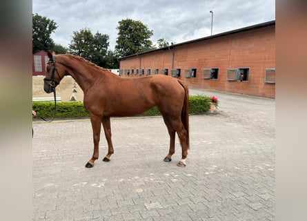 Oldenburger, Stute, 3 Jahre, 167 cm, Fuchs
