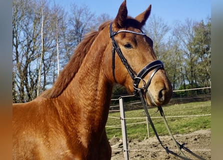 Oldenburger, Stute, 3 Jahre, 167 cm, Fuchs